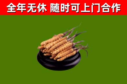 普陀回收散虫草